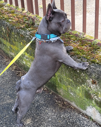 Bulldogue Francese-Francais da monta