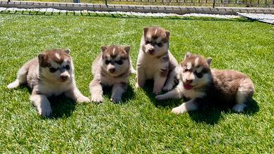 Cuccioli Siberian Husky