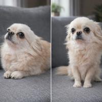 Chihuahua Stalloncino