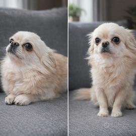 Chihuahua Stalloncino