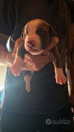 Cuccioli pitbull red nose