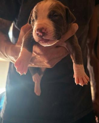 Cuccioli pitbull red nose