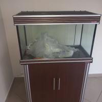 Acquario pesci