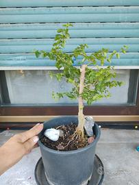 Bonsai 