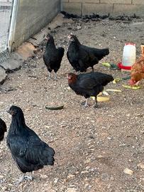 Galline Australorp