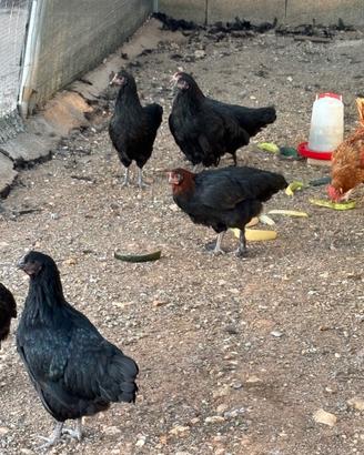 Galline Australorp