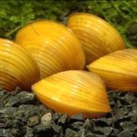 Vongole d'acqua dolce