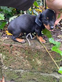 Maschietto di bassotto nano