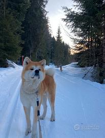 Akita per monta