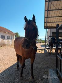 Cavallo/pony castrone
