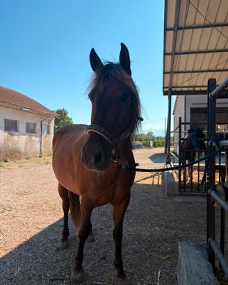 Cavallo/pony castrone