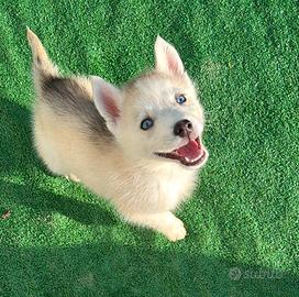 Siberian Husky con pedigree Enci