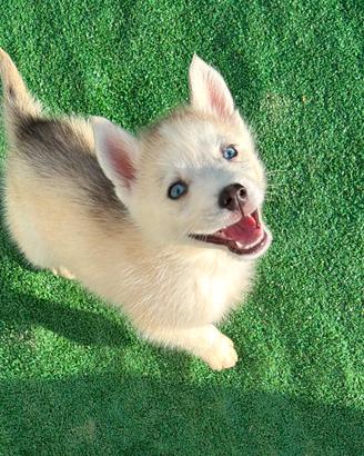 Siberian Husky con pedigree Enci