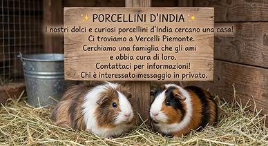Porcellini di India