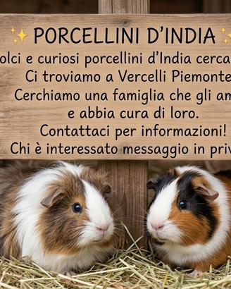 Porcellini di India