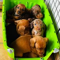 Bassotto tedesco nano kaninchen a pelo corto