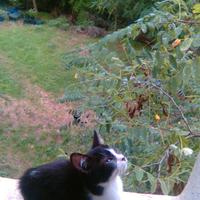 Deliziosa micina con macchiolina.?