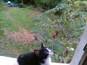 Deliziosa micina con macchiolina.?