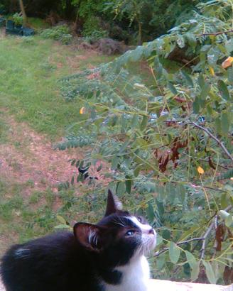 Deliziosa micina con macchiolina?