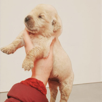 Golden retriever pedigree ENCI