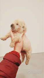 Golden retriever pedigree ENCI