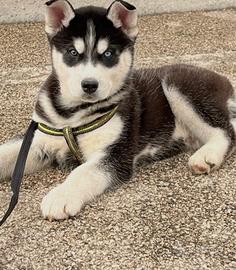 Cucciolo di Siberian Husky