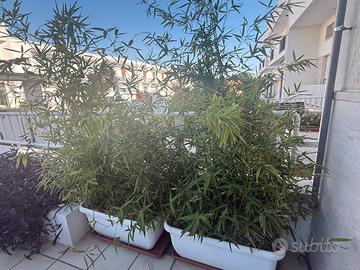 Due vasi grandi di bambù