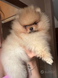 Pomerania pedigree ENCI/FCI