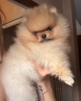 Pomerania pedigree ENCI/FCI