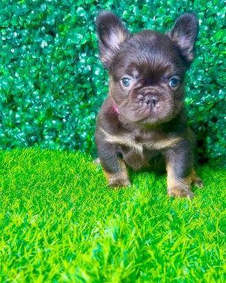 Bulldog francese fluffy
