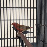 Amaranto del senegal