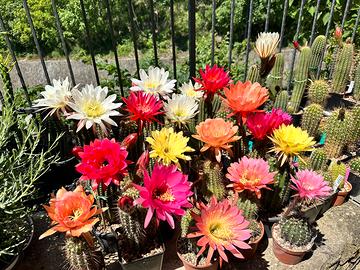 Cactus Trichocereus ibridi da fiori spettacolari