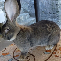 Conigli giganti delle fiandre certificati