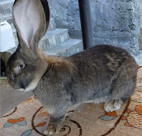 Conigli giganti delle fiandre certificati