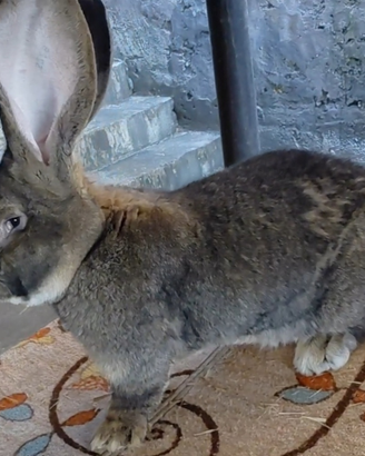 Conigli giganti delle fiandre certificati