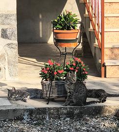 Animali simpatici