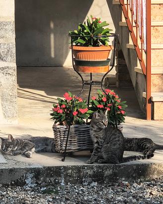 Animali simpatici