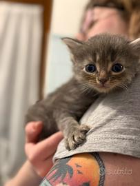 Main Coon dolcissimi