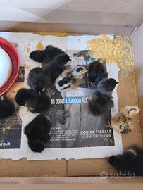 Pulcini Marans e Araucana