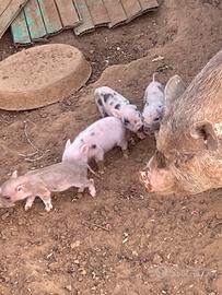 Mini Pig