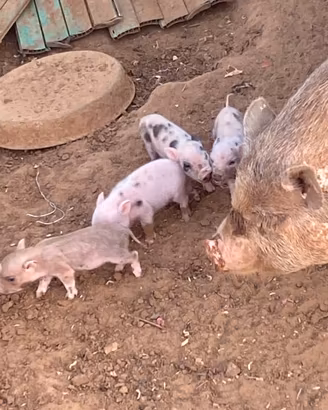 Mini Pig