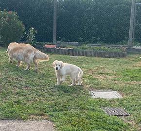 Cucciolo Golden Retriever con pedigree