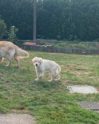 Cucciolo Golden Retriever con pedigree