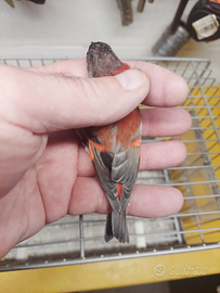 Cardinalini del Venezuela