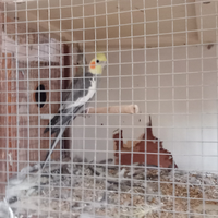 Coppie di pappagalli calopist