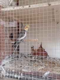 Coppie di pappagalli calopist