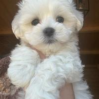 Maltese&maltese