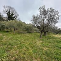 Terreno edificabile categoria B1