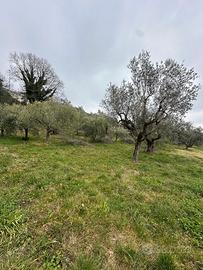 Terreno edificabile categoria B1