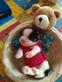 Cavalier king con pedigree enci